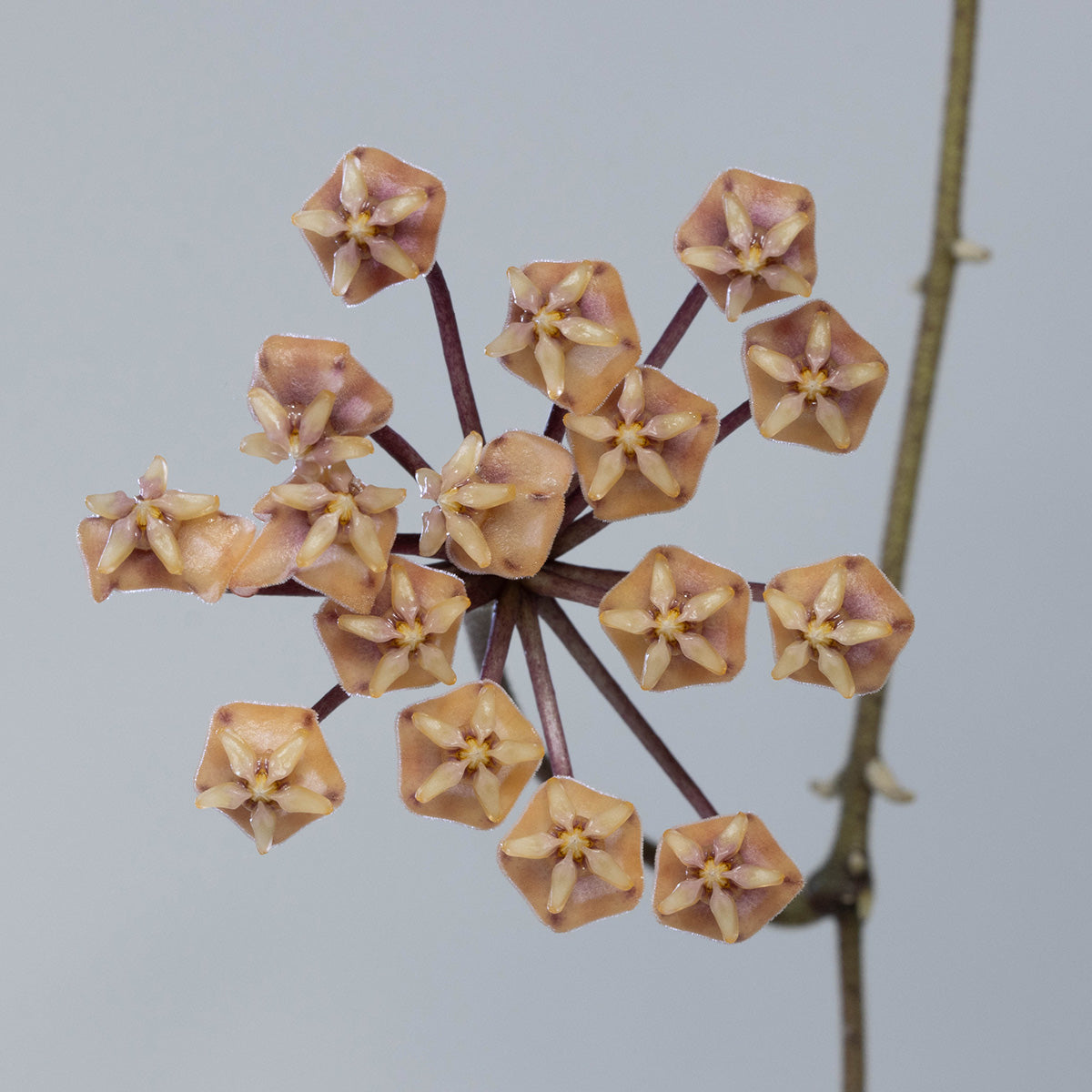 Hoya sp. aff. sigillatis (Sulawesi, IPPS-7731)