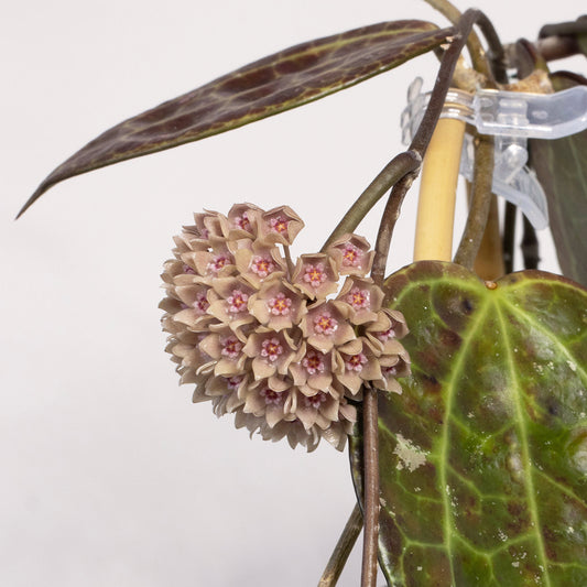 Hoya sp. (IV from WMZ)