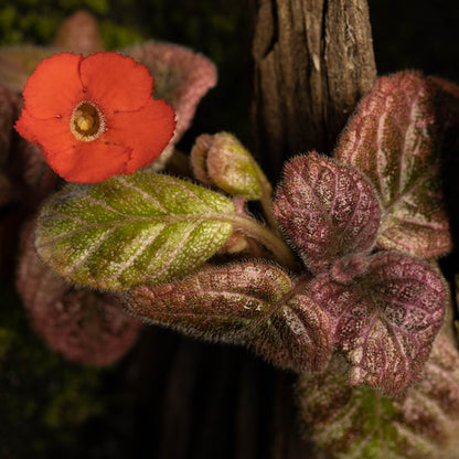 Episcia 'Jim´s Moody Rock'