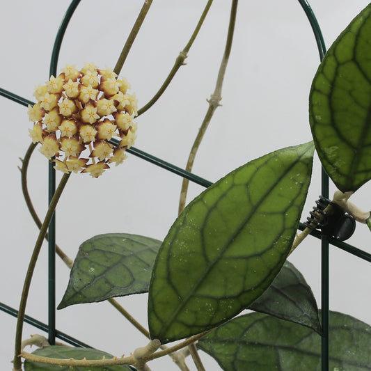 Hoya sp. aff. finlaysonii (Thailand, Kaeng Krachan)