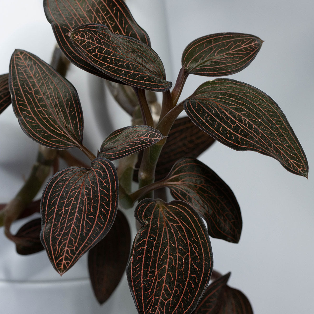 Ludisia 'Spiderman'