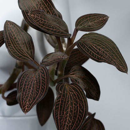 Ludisia 'Spiderman'