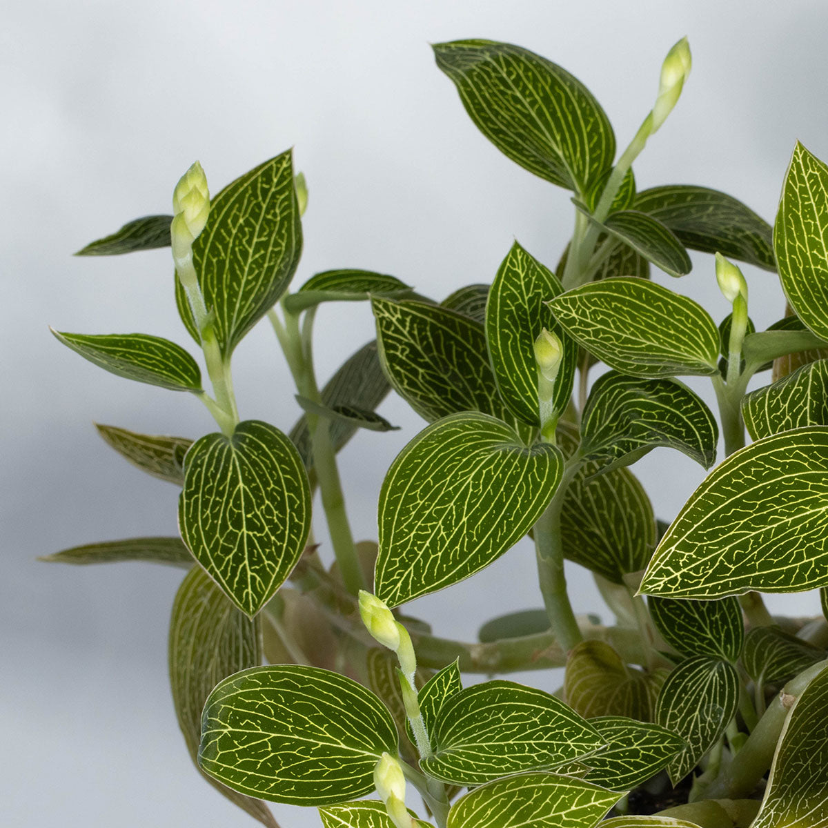 Ludisia (green, net veins)