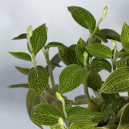 Ludisia (green, net veins)
