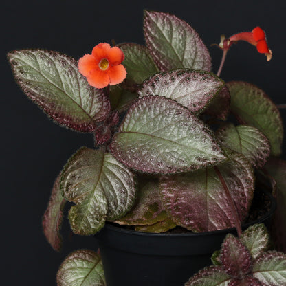 Episcia ‘Malayan Gem’