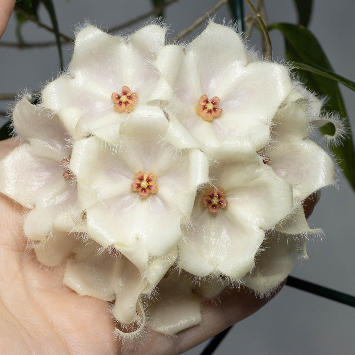 Hoya paradisea (NS11-159)