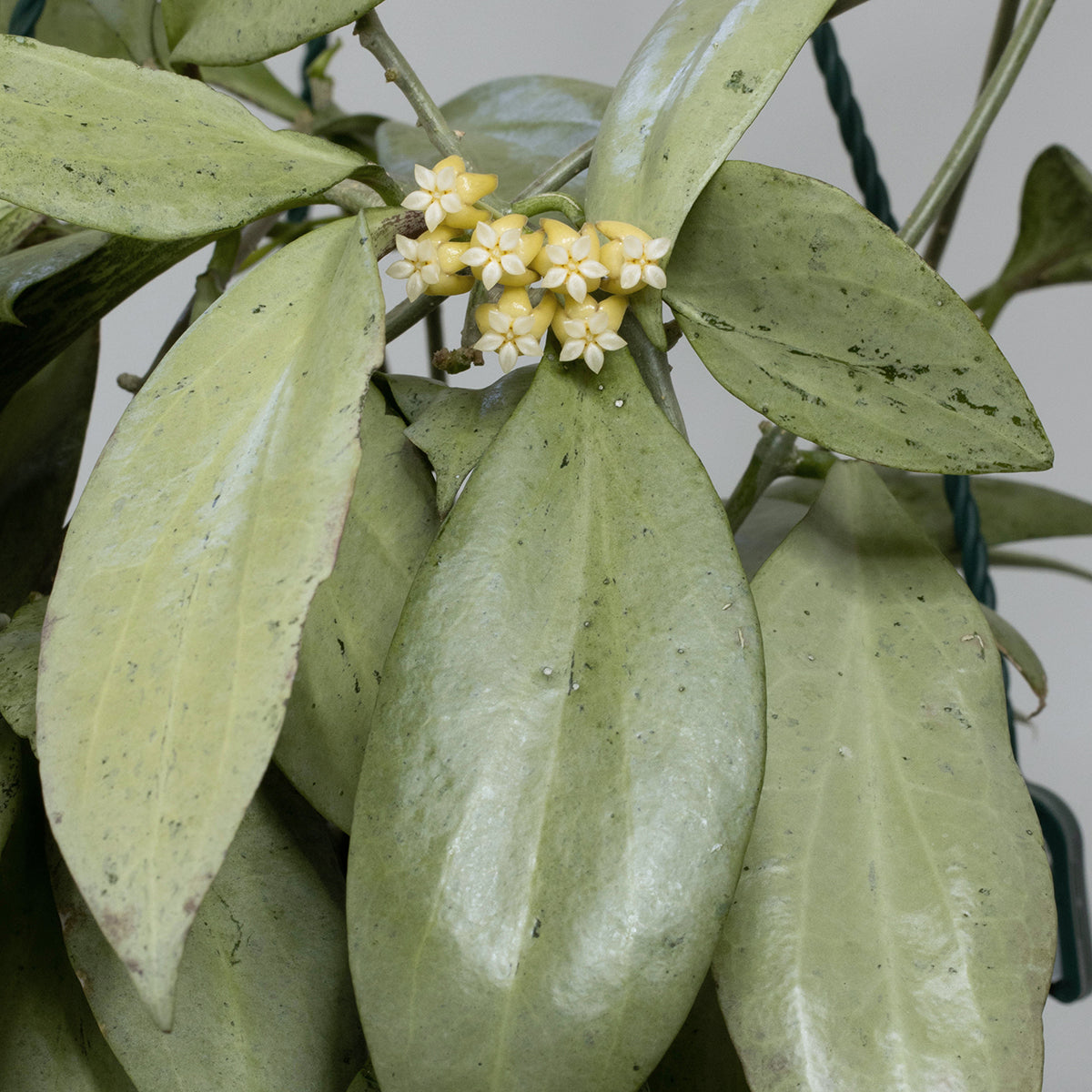 Hoya nicholsoniae 'New Guinean Ghost' (NS16-006)