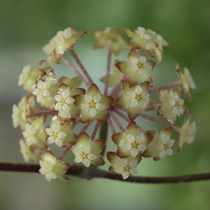 Hoya sp. (Nong Nooch, IML 1541)