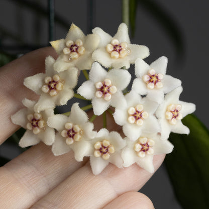 Hoya rostellata (PES02)