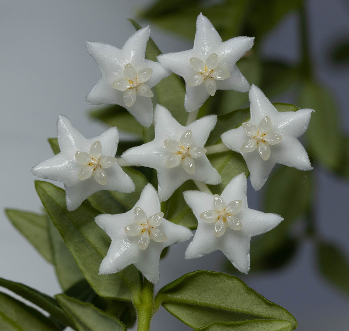 Hoya sp. cf. bella (PES03, Chiangmai)