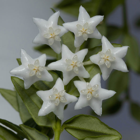 Hoya sp. cf. bella (PES03, Chiangmai)