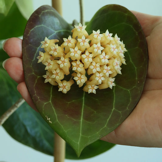 Hoya sp. (PNG SV 432)