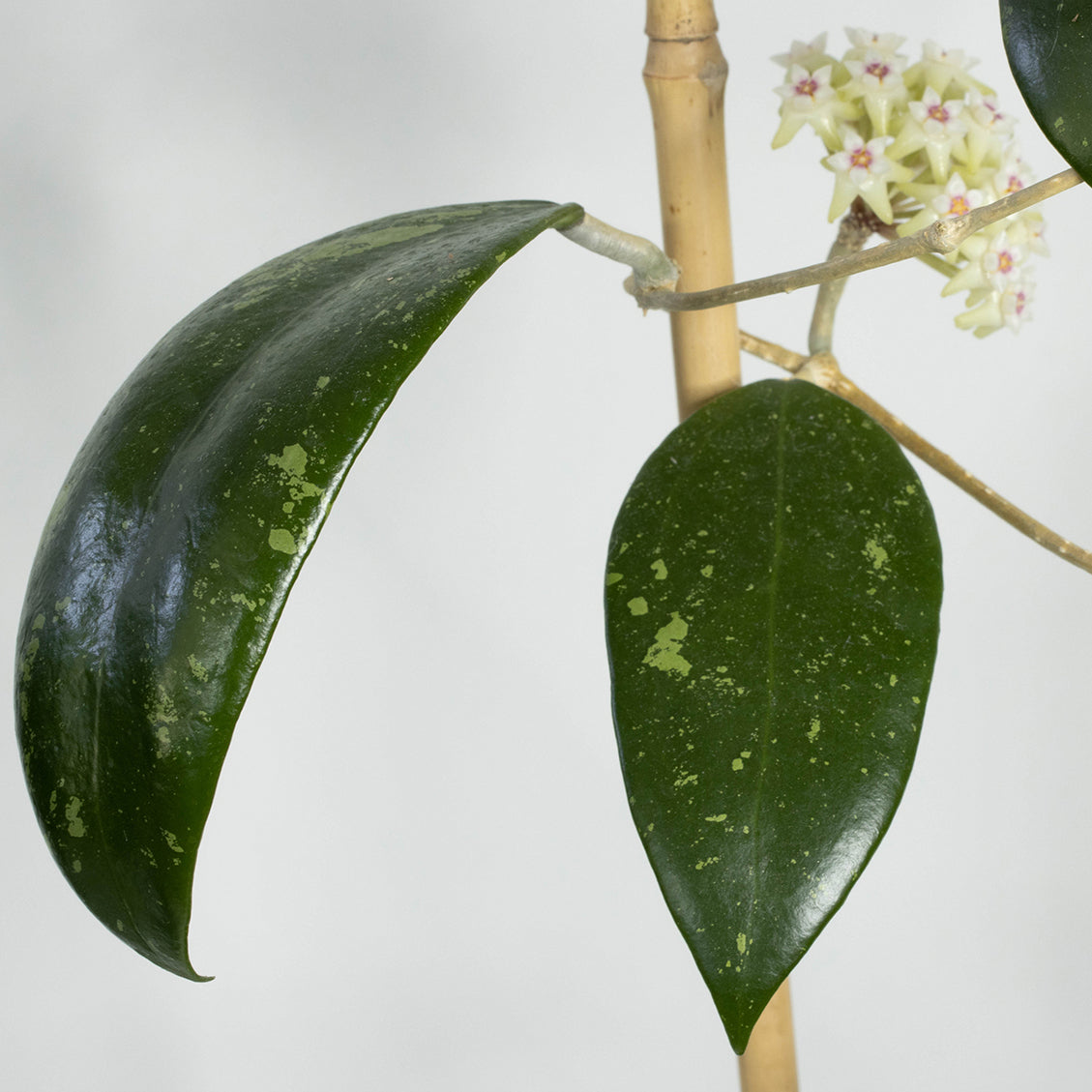 Hoya verticillata (Unknown/PRS Thailand)