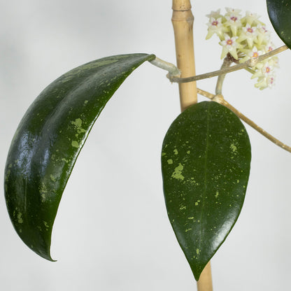 Hoya verticillata (Unknown/PRS Thailand)