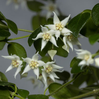 Hoya sp. Papua