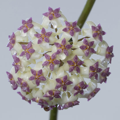 Hoya 'Patcharawalai 023'
