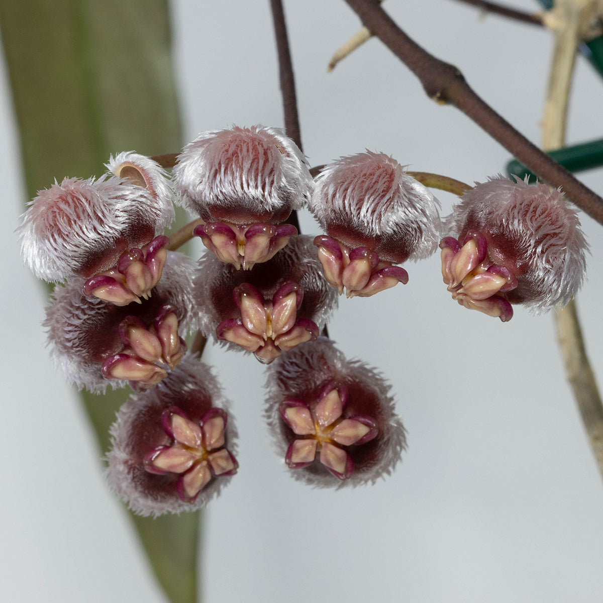 Hoya sulawesiana (SLM-03)