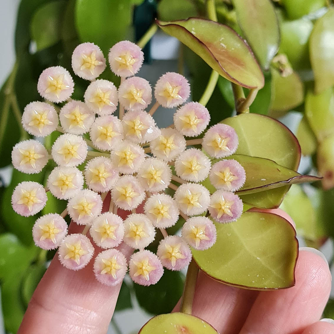 Hoya sp. aff. lacunosa (SR 2009-050, Cameron Highland)