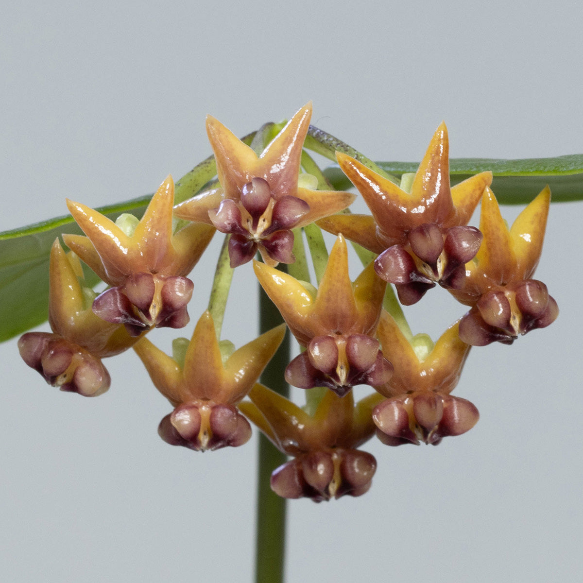 Hoya sp. (SR2017-012)