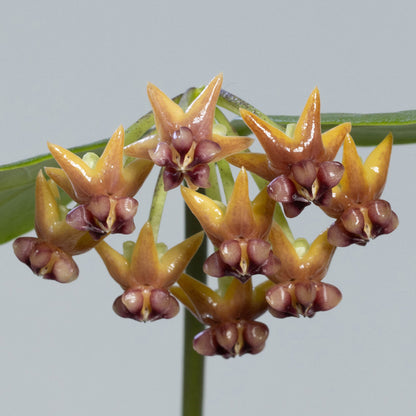 Hoya sp. (SR2017-012)