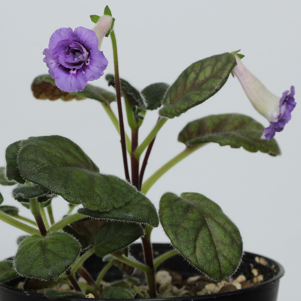 Sinningia ‘Treva’s Treasure’