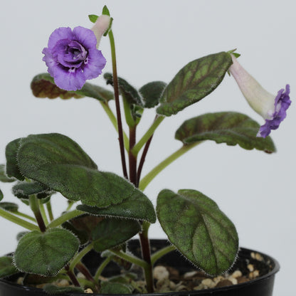 Sinningia ‘Treva’s Treasure’