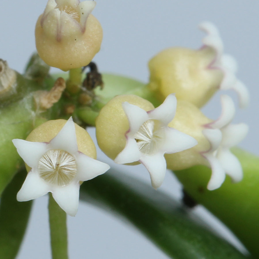 Dischidia acuminata (Malaysia)