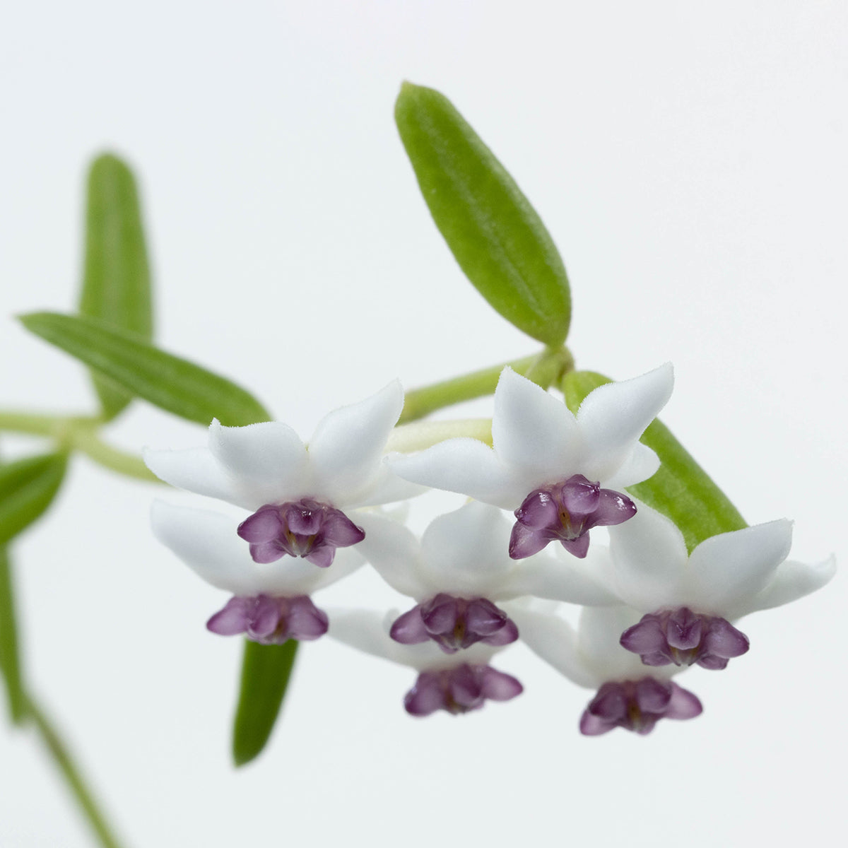 Hoya sp. aff. engleriana (Vietnam)