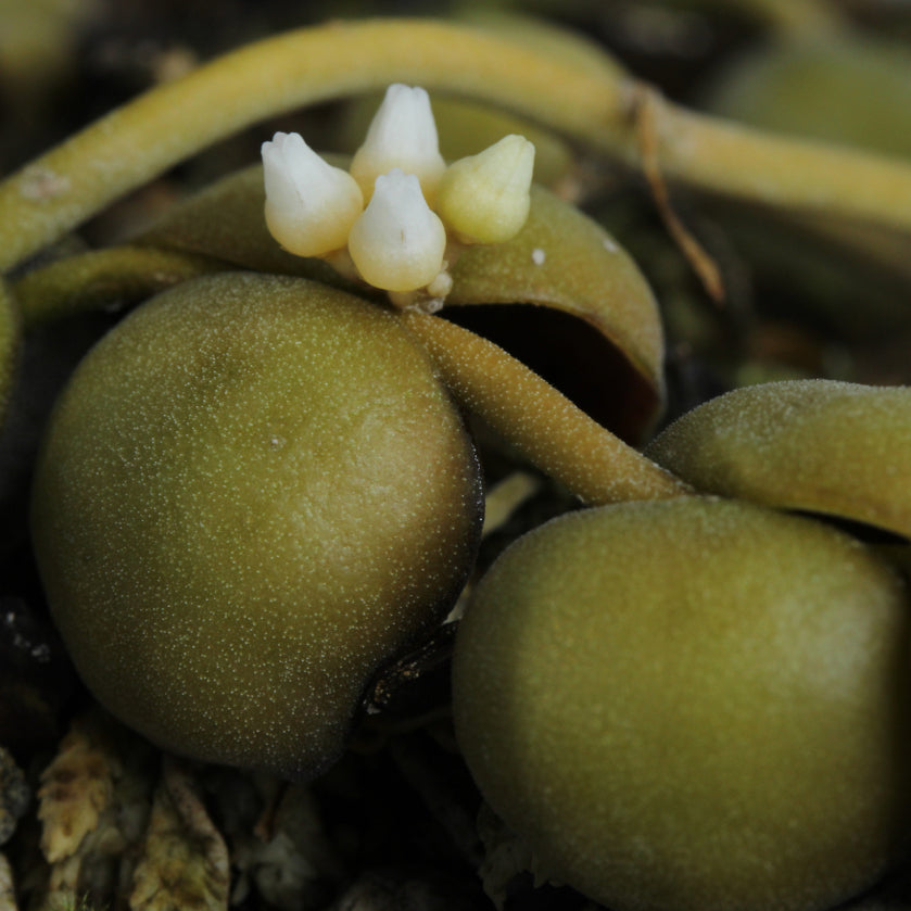 Dischidia albiflora (Borneo)