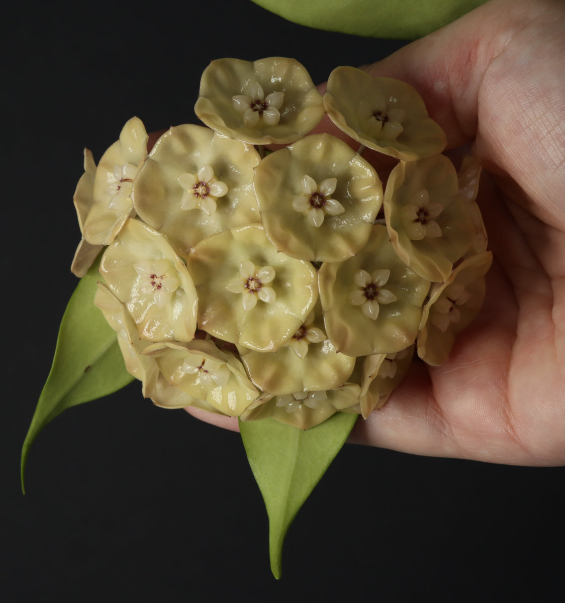 Hoya danumensis ssp. amarii (Indonesia)