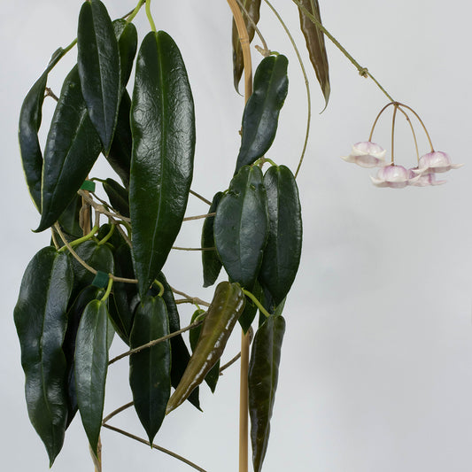 Hoya archboldiana (YM Excellent)