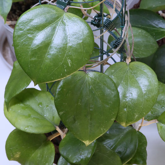 Hoya balaensis (clone sold as splash)