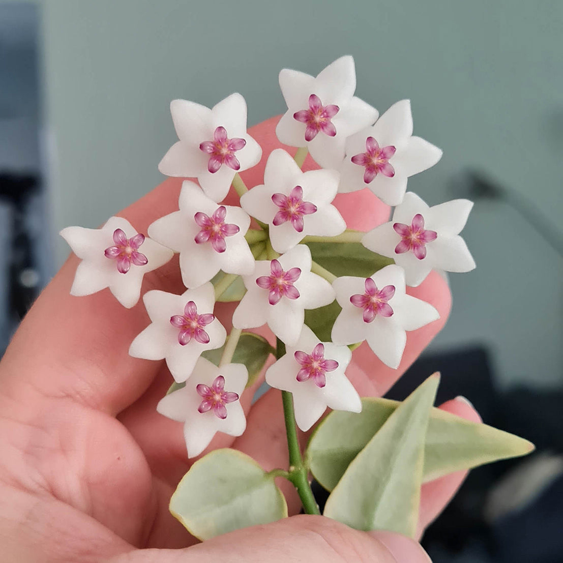 Hoya bella 'Anneke Buis'