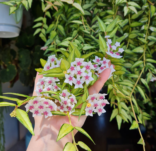 Hoya bella (innervariegerad)