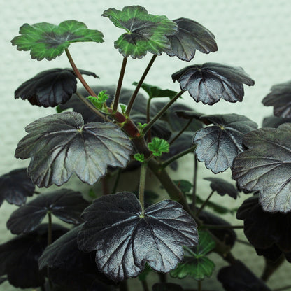 Pelargonium ’Steffens Blackie’