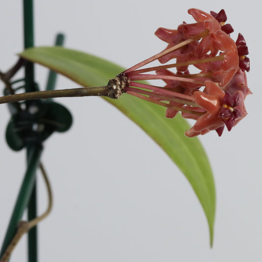 Hoya bordenii (Philippines)