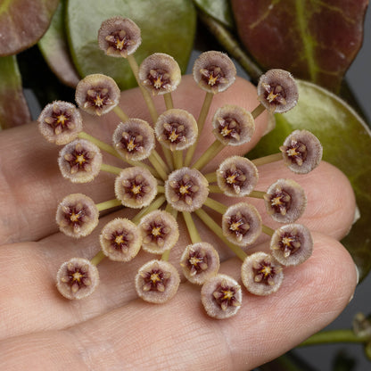 Hoya sp. Borneo (Red)