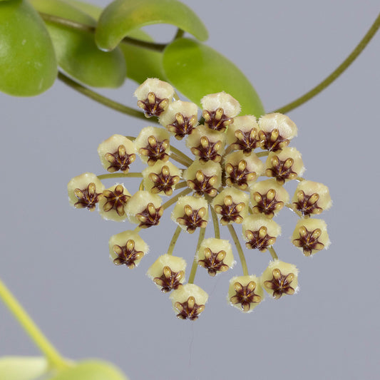 Hoya brevialata (Sulawesi)