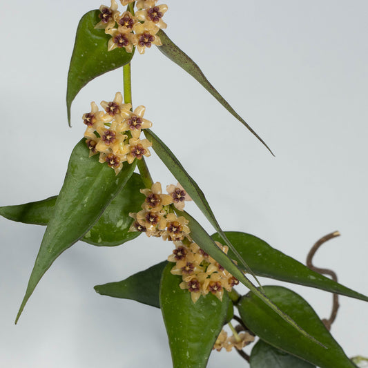 Hoya burmanica (Vietnam)