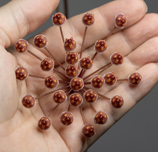 Hoya sp. aff. burtoniae (Big Leaves)