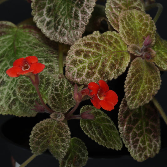 Episcia 'Butter Oak'