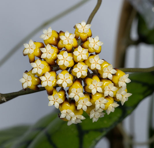 Hoya sp. aff. callistophylla (Borneo)