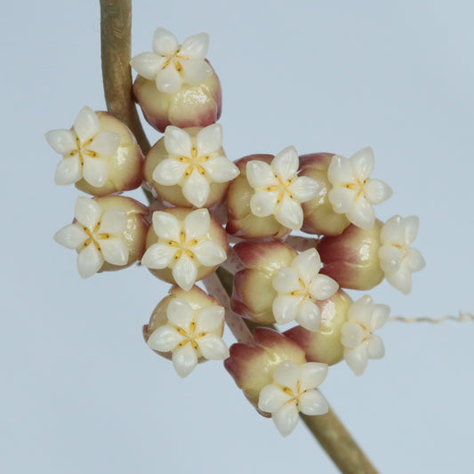 Hoya callistophylla (Hot Springs)