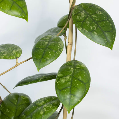 Hoya sp. aff. callistophylla (Kalsel)