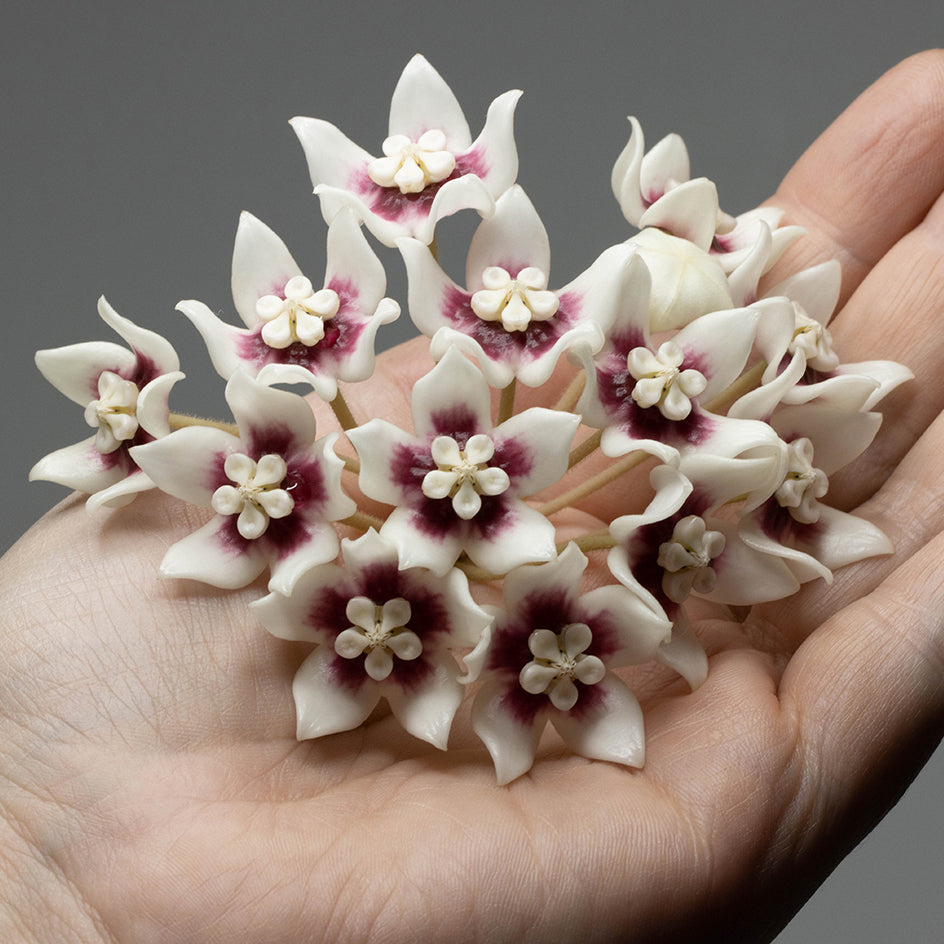 Hoya calycina (NS08-109)