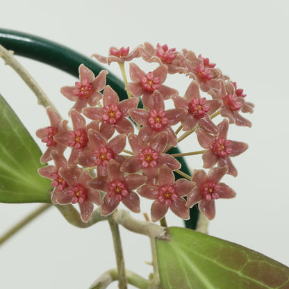 Hoya camphorifolia (PW1307-03)