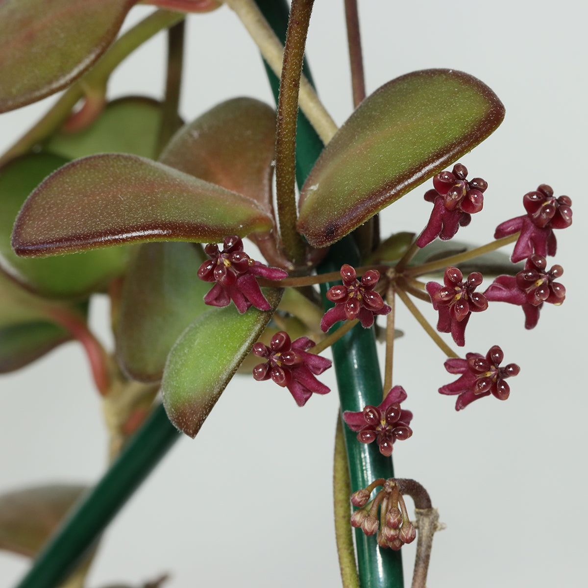 Hoya carmelae (NS05-244, Philippines)