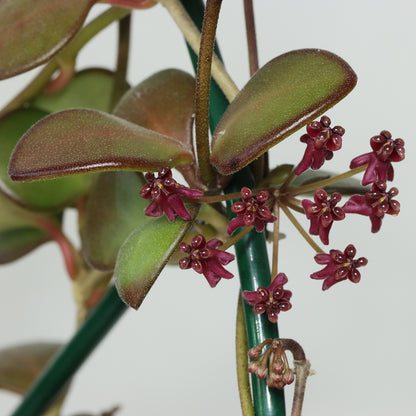 Hoya carmelae (NS05-244, Philippines)
