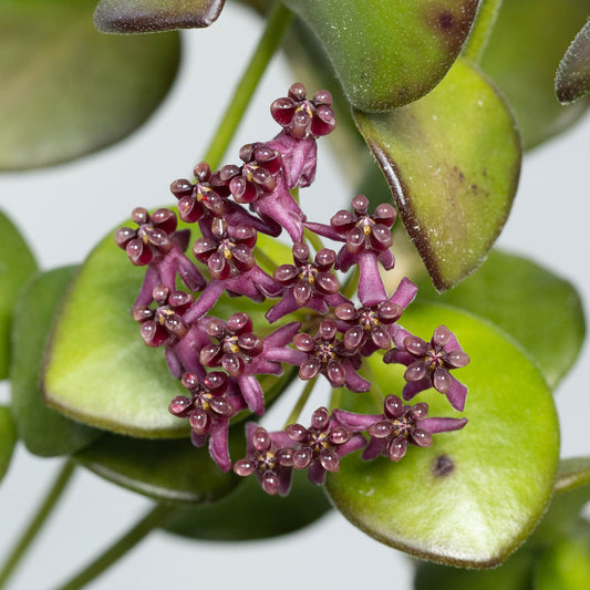 Hoya carmelae (NS05-244, Philippines)