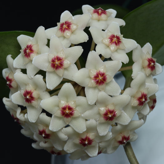 Hoya carnosa (round leaves, EPC-893)
